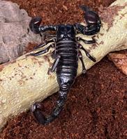 Vietnamesisk skogsskorpion, Heterometrus loaticus