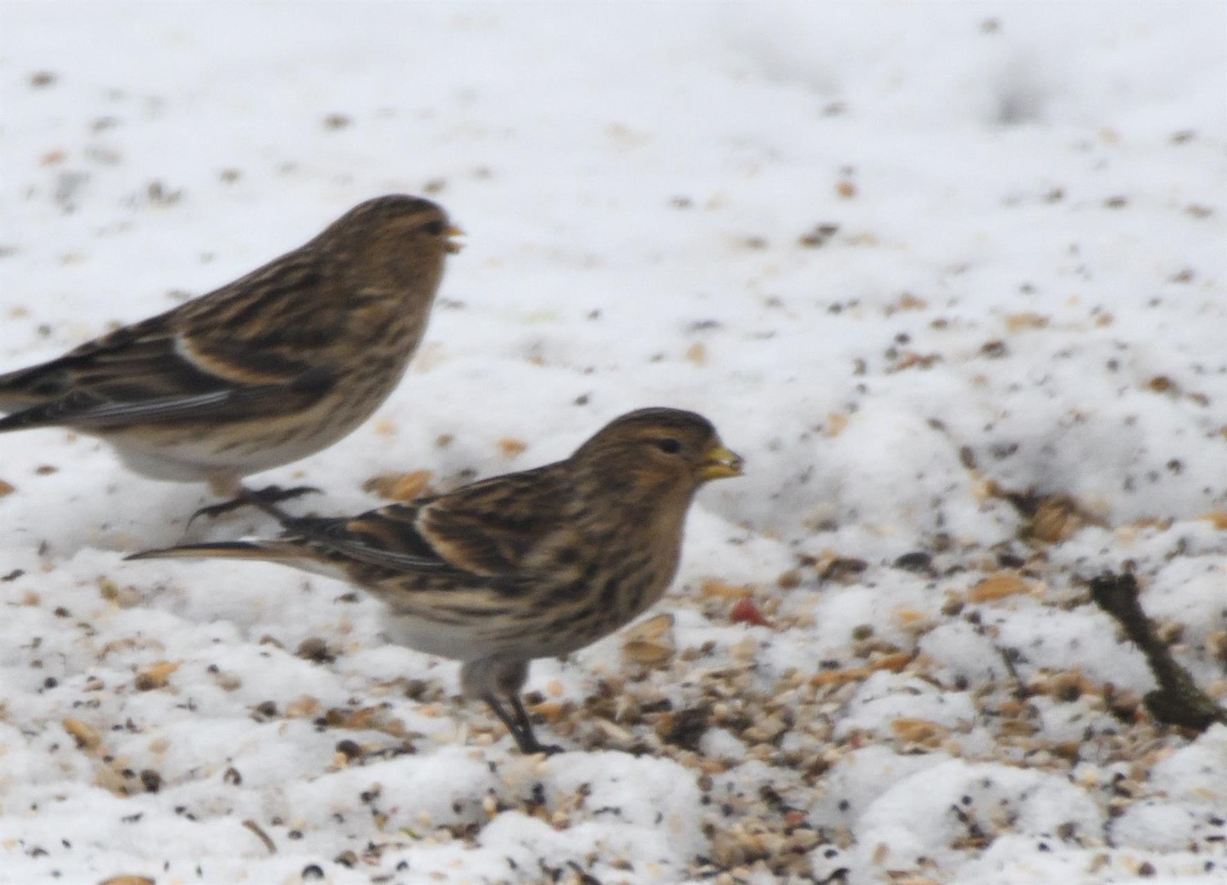 Vinterhämplingar äter ekologiska åkerfrön på fågelmatning i slättbygd