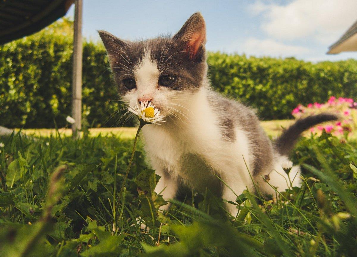 Kattunge i trädgård