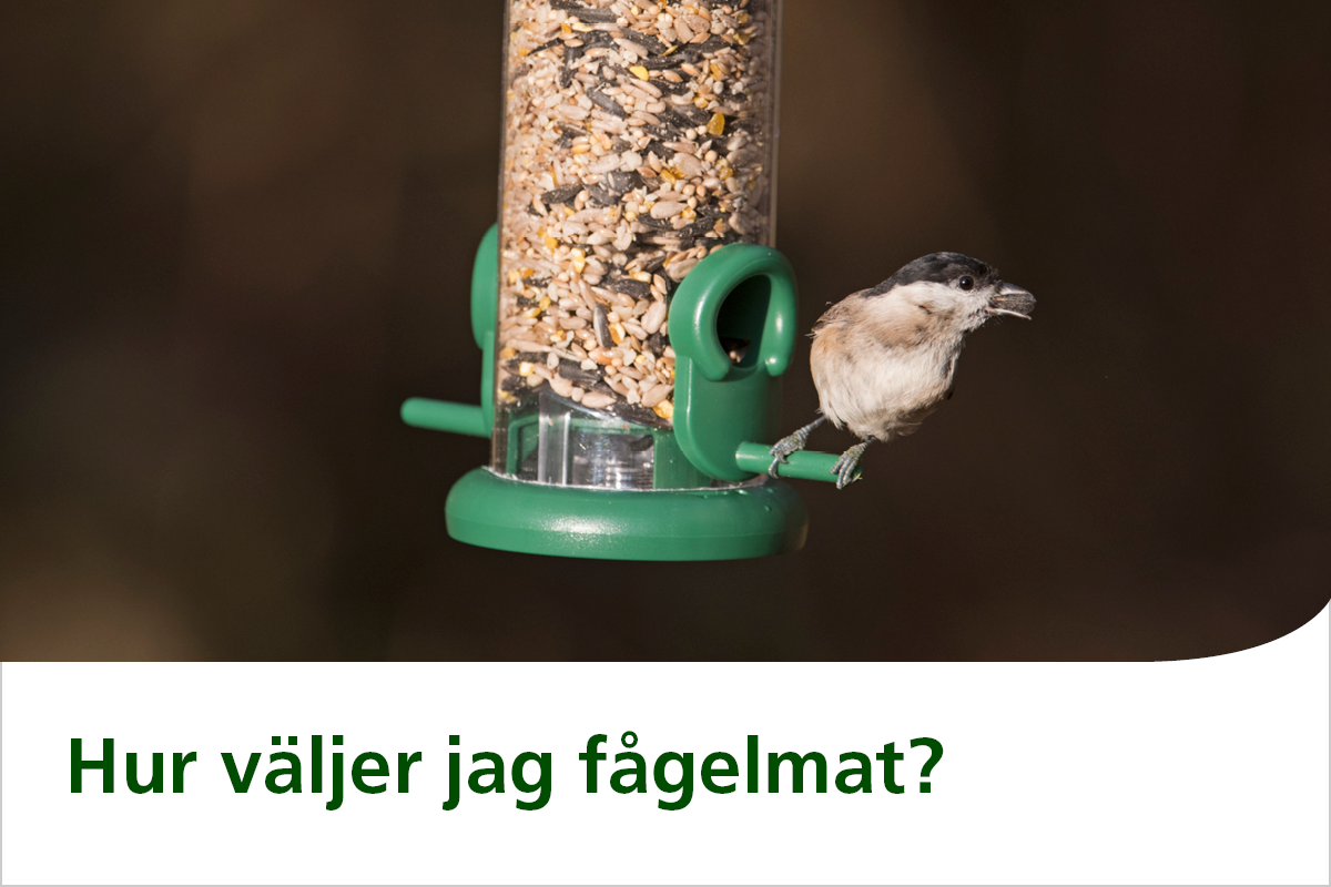 Hur väljer jag fågelmat - länk till snabbguiden