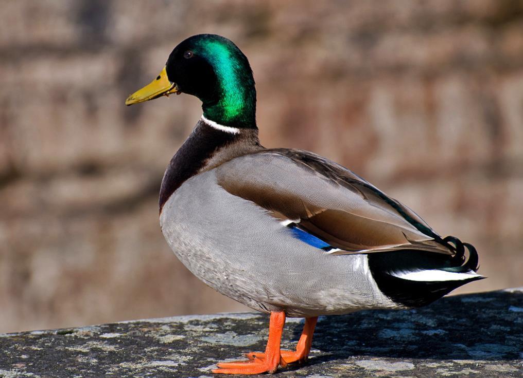 Gräsanden kan komma i flockar till fågelmatningen