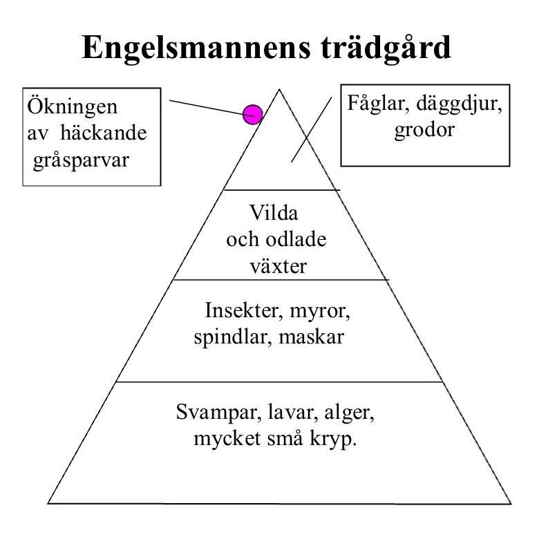 Forskning om gråsparvars matvanor