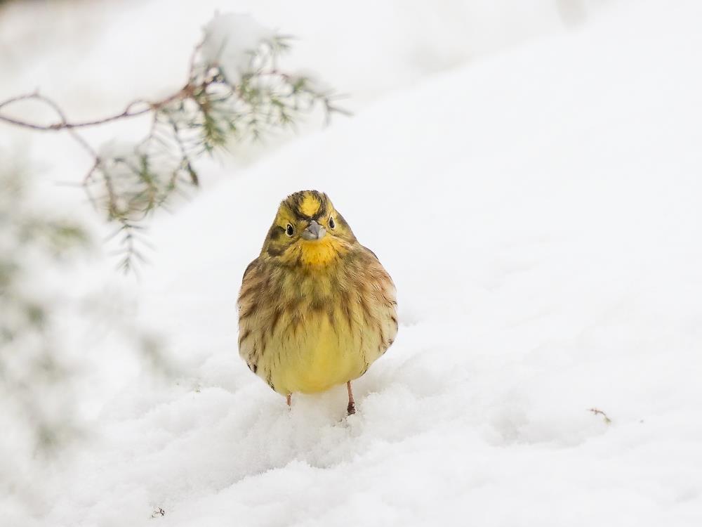 En gulsparv kikar fram i snön