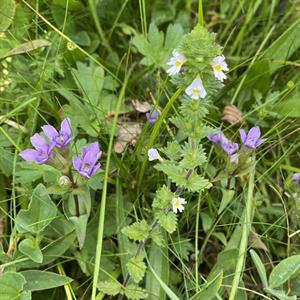 16 Juni - Lejden Märsta - Uppland