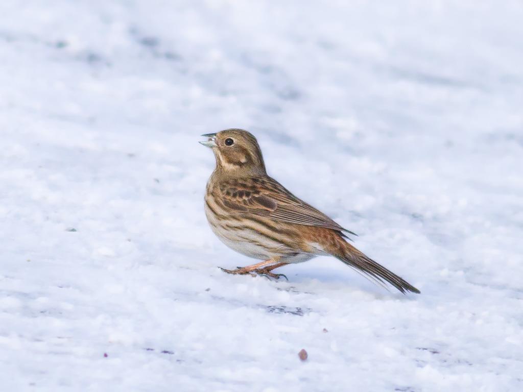 Tallsparv hona eller ungfågel på fågelmatning