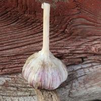 Garlic for planting - Estonian red, 5 cloves