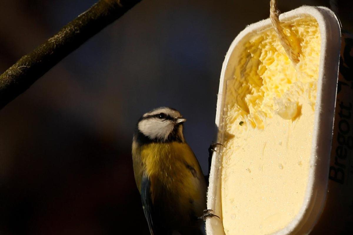 Blåmesen gillar ekologiskt bregott