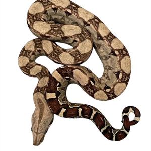 Boa imperator, Kungsboa, Normal