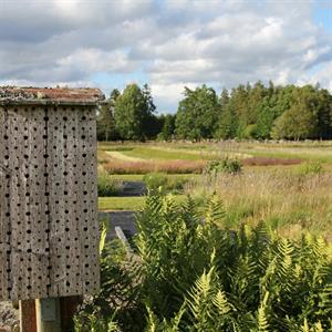 04 Juni - Pratensis - Grimslöv- Småland