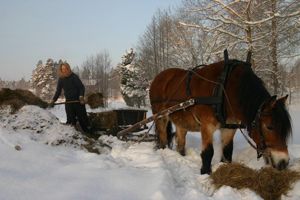 En nordsvensk häst äter lite hö i snön medan en kvinna öser ur gödsel ur släden