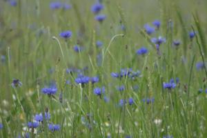 Blåklint - Östergötlands landskapsblomma, här fotograferad i Polen