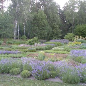 11 Juli- Skillebyholm - Järna - Södermanland