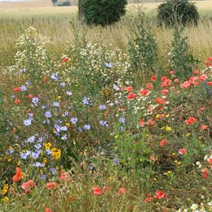 Blommor som lockar insekter - 100g