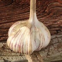 Garlic for planting - Alexandra, 3 cloves