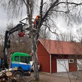 Trädfällning i samarbete med Alltjänst Skokloster AB