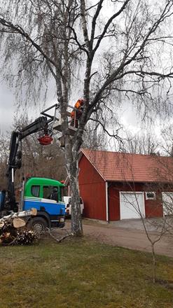 Trädfällning i samarbete med Alltjänst Skokloster AB
