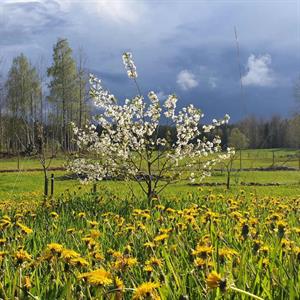 18 Maj - Björkvik - Södermanland