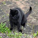 Stallkatten Ruben