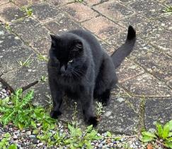 Stallkatten Ruben