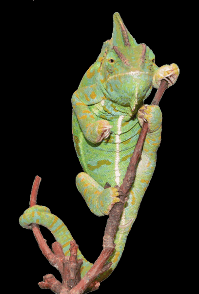 Chamaeleo calyptratus, Jemen-kameleont