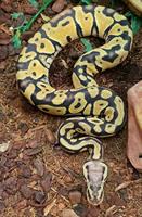Python regius, Kungspyton, Pastel Orange Dream