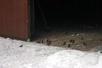 Småfåglar letar mat i ladugårdsöppningen
