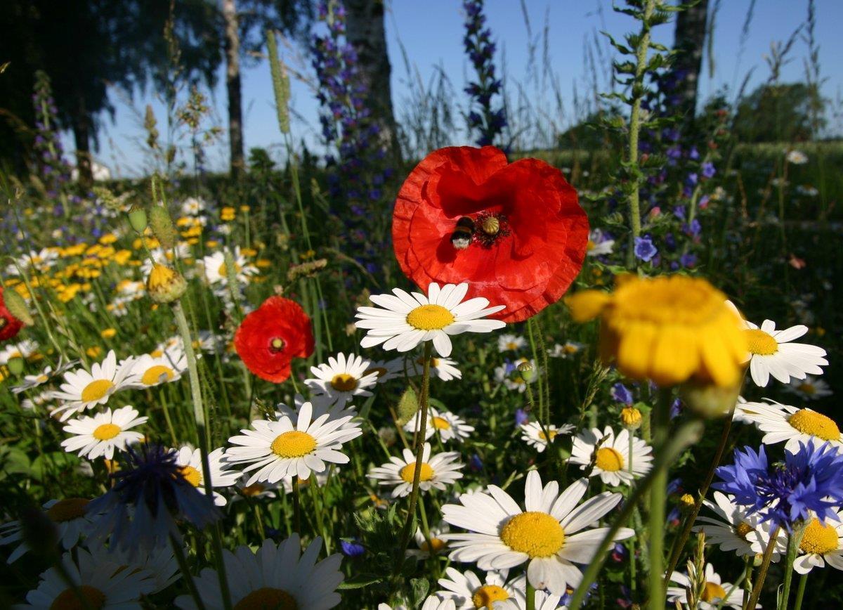 Färgsprakande blomprakt av vilda svenska växter