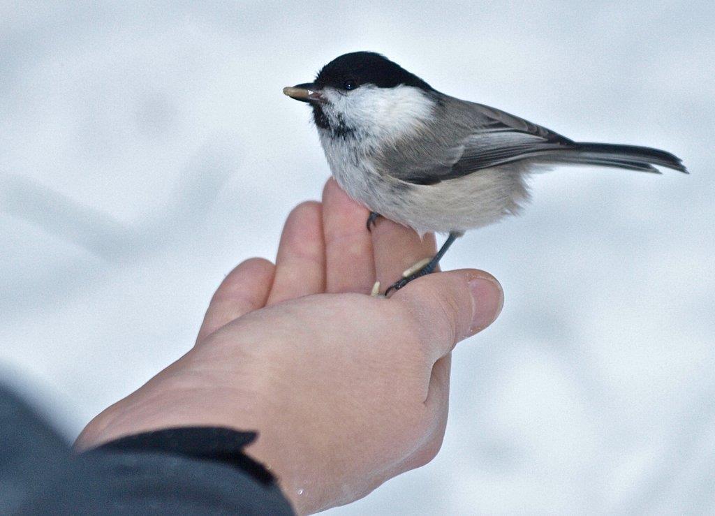 Talltita kan var oskygg och äta fågelfrön ur handen