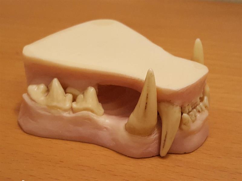 Lo tandset utan tunga