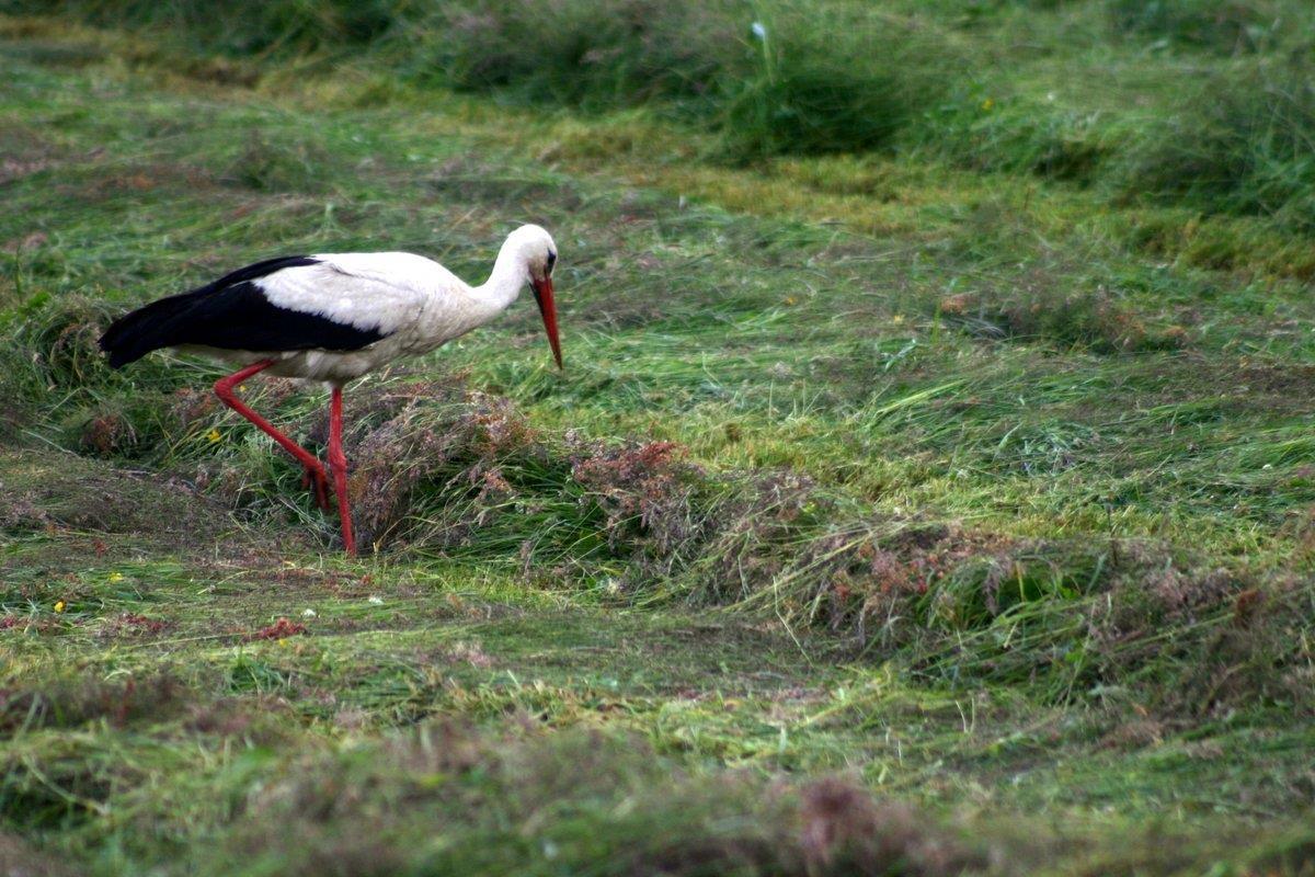 En vit stork letar grodor i nyslaget hö