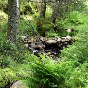25 Juli - Gärdvallen - Torsby - Värmland
