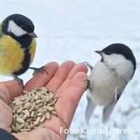 10kg - Sunflower kernels