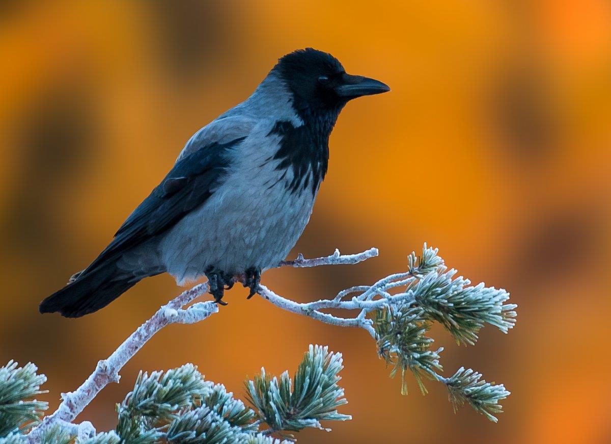 Kråka en marsmorgon - väntar på fågelmat