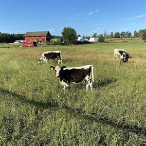 16 Juni - Lejden Märsta - Uppland