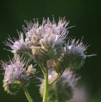 Blommor som lockar insekter - 100g