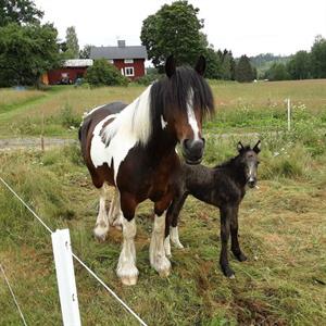 19 Juli Rönningen - Söderhamn - Hälsingland