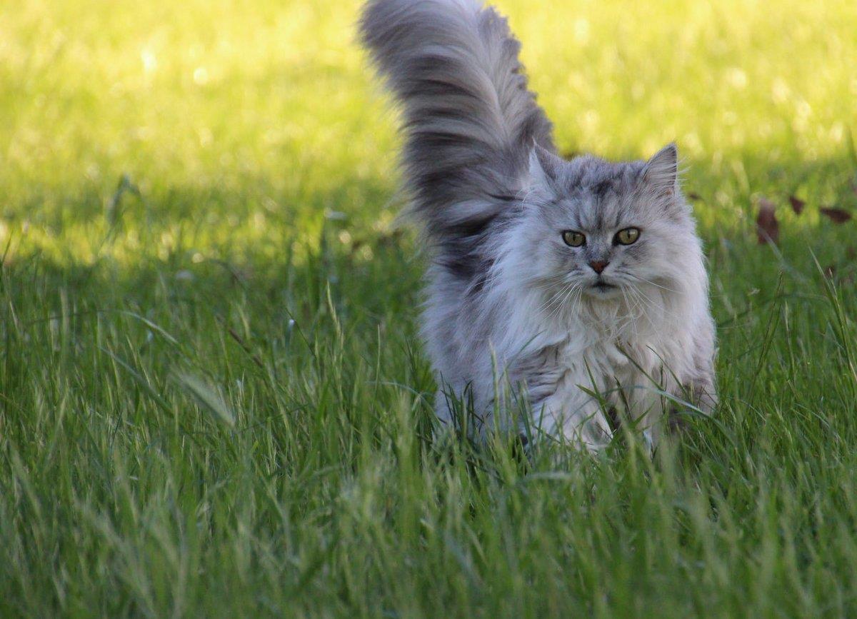 Katt på språng i gräsmatta