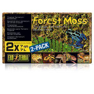 Terrariemossa - Forest Moss