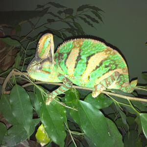 Chamaeleo calyptratus, Jemen-kameleont