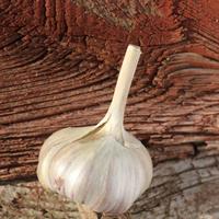 Garlic for planting - Estonian red, 5 cloves