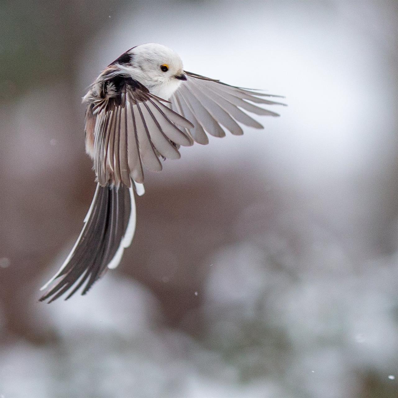 En flygande stjärtmes, ser ut som en älva.