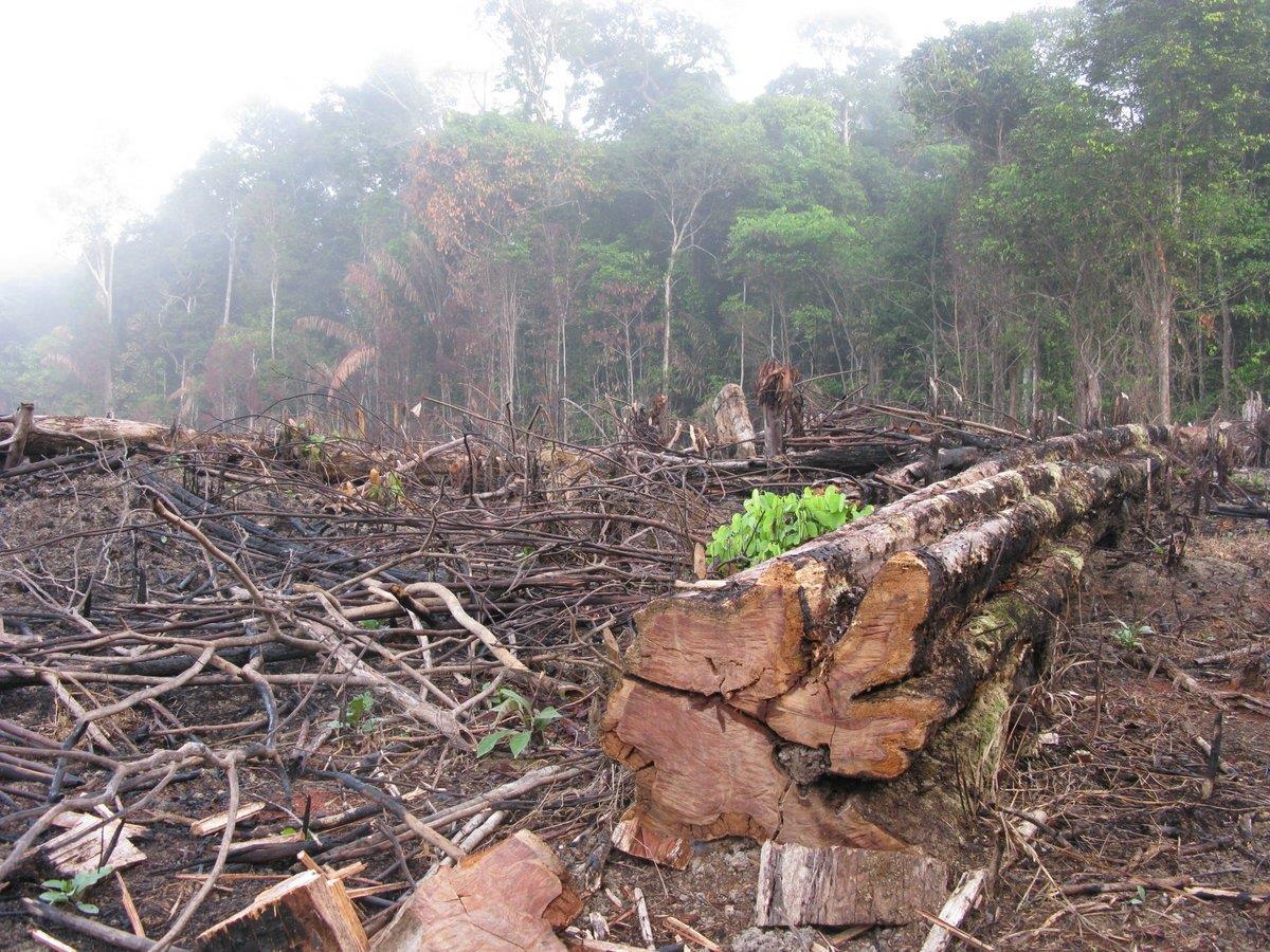 Avverkad regnskog