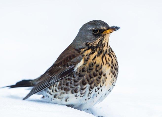 Björktrast äter frukt och hackade solroskärnor