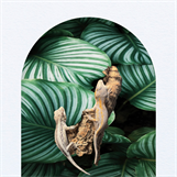 Gargoyle-gecko, Rhacodactylus auriculatus