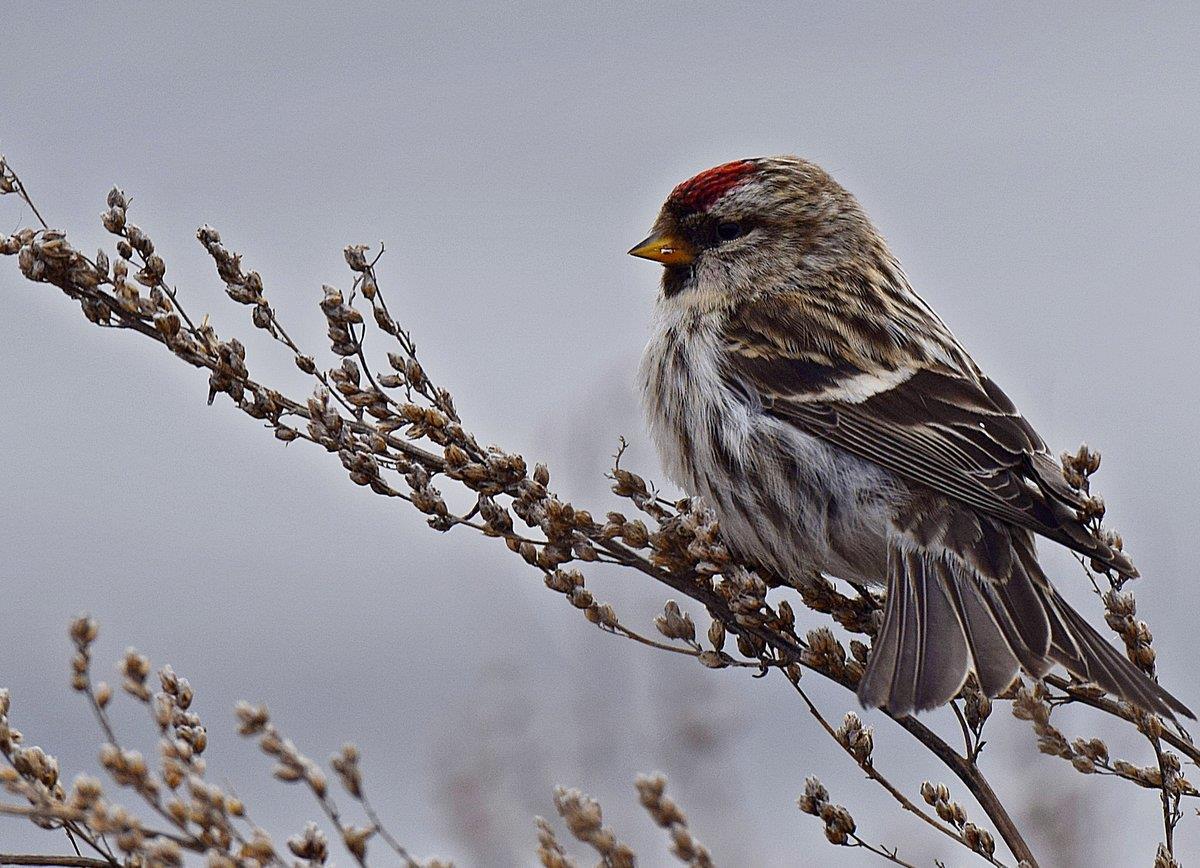 Gråsiska, fågel som äter småfröig fågelmat som Limabackas åkerfrön