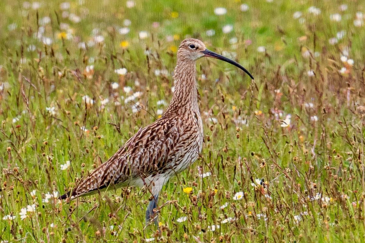 A curlew in a low meadow full of insects and flowers.