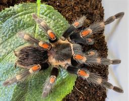 Brachypelma auratum, Mexican Flame Knee