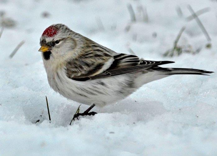 Snösiskan håller ihop med gråsiskor på fågelmatningar