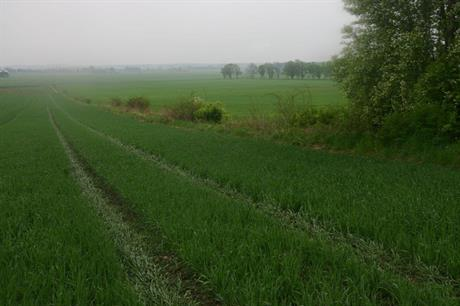 Conventionally grown wheat field, dense and dark green.