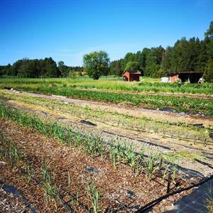  15 Juli - Bobrunna gård - Uppsala - Uppland